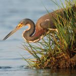 Photo Contest WHM1 Christopher Rolph Tricolored Heron Fishing